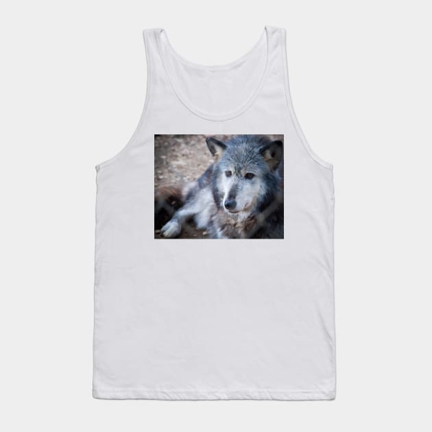 Grey and white wolf portrait closeup with golden eyes stunning on t-shirt or other clothing, or animal print Tank Top by brians101